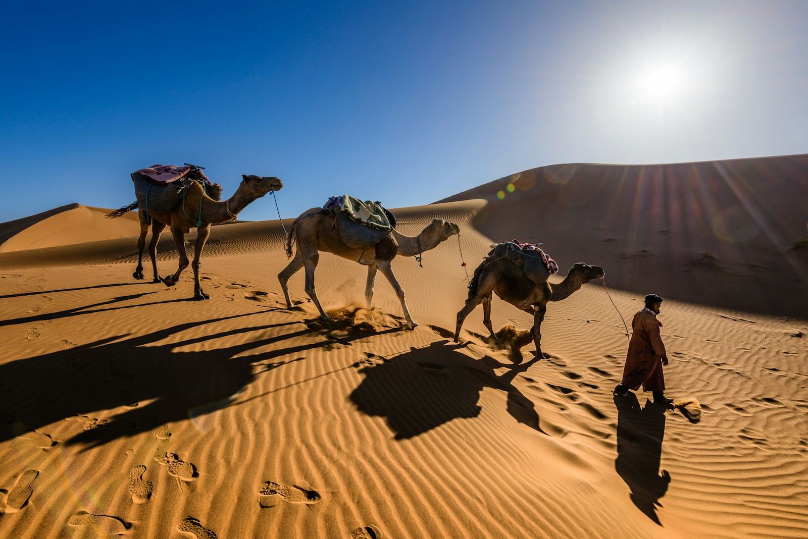 Camels being led across desert sand near Kolayat.